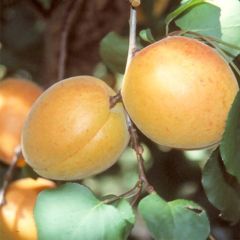 Damasqueiro Luizet - Prunus armeniaca