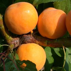 Damasqueiro Moscatel de Nancy - Prunus armeniaca