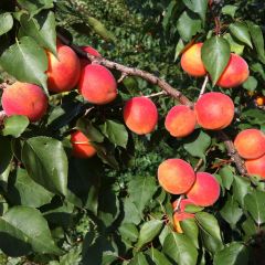 Damasqueiro Orange Summer - Prunus armeniaca