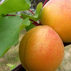 Damasqueiro Precoce de Saumur - Prunus armeniaca