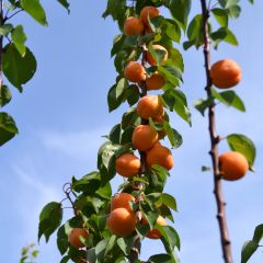 Damasqueiro Rústico dos Pirenéus Georges Delbard - Prunus armeniaca
