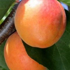 Damasqueiro Tardio de Tain - Prunus armeniaca