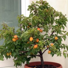 Damasqueiro anão Garden Aprigold - Prunus armeniaca