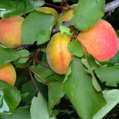 Damasqueiro Polonês - Prunus armeniaca