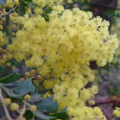 Acacia pravissima
