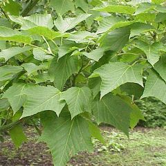 Acer capillipes