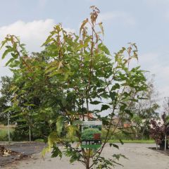 Ácer-do-japão Bailey Compact® - Acer ginnala