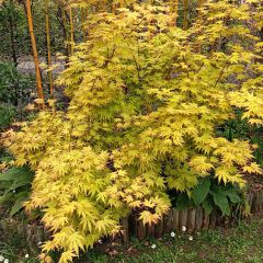 Ácer-do-japão Orange Dream - Acer palmatum