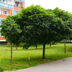 Bordo-da-noruega Globosum - Acer platanoides