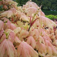 Bordo Brilliantissimum - Acer pseudoplatanus