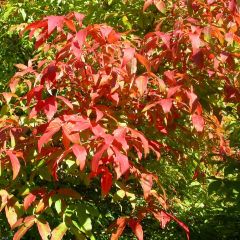 Bordo três flores - Acer triflorum