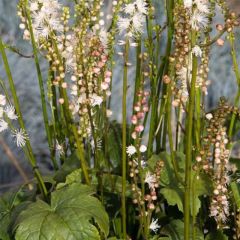 Actaea japonica Cheju