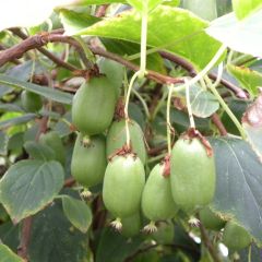 Kiwi Issai autofértil - Actinidia arguta