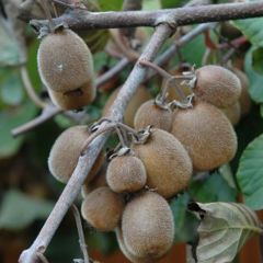 Kiwi Solissimo autofértil - Actinidia chinensis