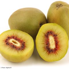 Kiwi Wonder - Actinidia deliciosa