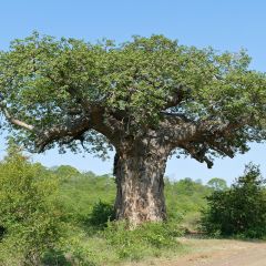 Adansonia digitata