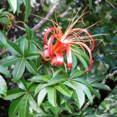Adansonia madagascariensis