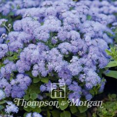 Agerato Blue Danube F1 Hybrid em sementes