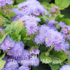 Agerato Blue Mink em sementes - Ageratum