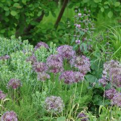 Allium christophii em sementes