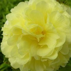 Malvarisco Chater's Double Amarelo