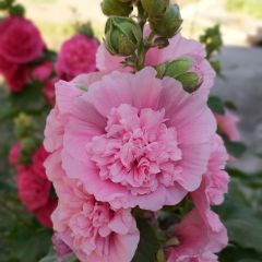 Malvarisco Chater's Double Rosa