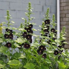 Malvarisco Nigra