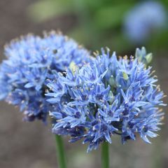 Allium caeruleum em sementes
