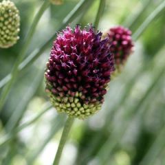Allium sphaerocephalon