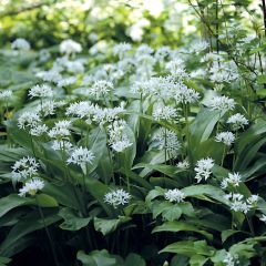Alho dos ursos - Allium ursinum