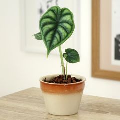 Alocasia Dragon Scale - Orelha-de-elefante