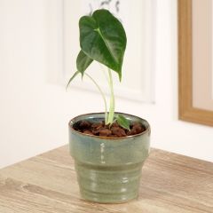 Alocasia Frydek - Orelha-de-elefante