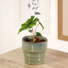 Alocasia tandurusa Jacklyn - Orelha-de-elefante