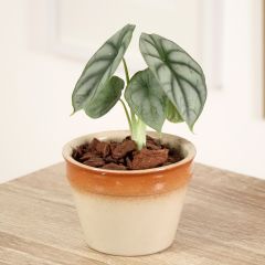 Alocasia baginda Silver Dragon - Escama de dragão