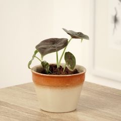 Alocasia azlanii - Orelha-de-elefante