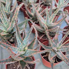 Aloe × rauhii Cleopatra
