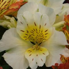 Alstroeméria Inticancha Cabana