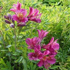 Alstroeméria Mauve Majesty