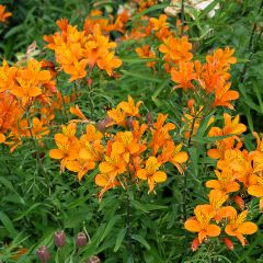 Alstroeméria Orange King