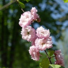 Amendoeira-de-flor - Prunus triloba Multiplex