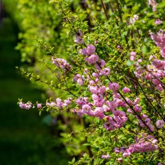 Amendoeira-de-flor - Prunus triloba