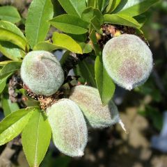 Amendoeira-anã Garden Prince - Prunus amygdalus