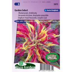Amaranthus tricolor Garden Select em sementes