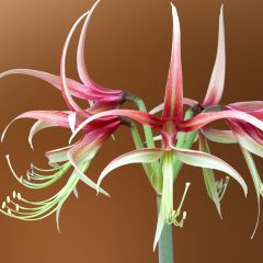 Amaryllis Chico
