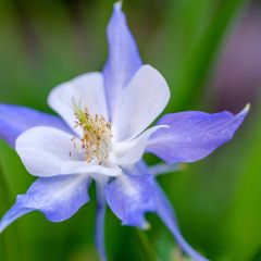 Aquilégia Blue Star