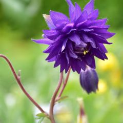 Aquilégia vulgaris Blue Barlow