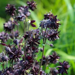 Aquilégia vulgaris var. stellata Black Barlow