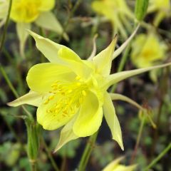 Aquilégia chrysantha Yellow Queen