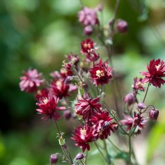 Aquilégia vulgaris Ruby Port