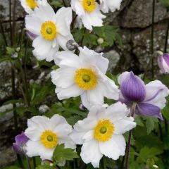 Anémona-do-japão Ruffled Swan - Anemone